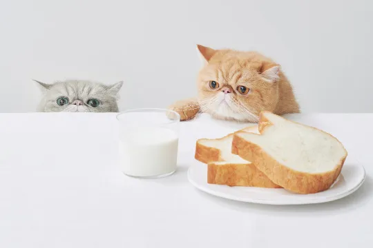 ねこねこ食パン