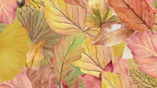 プロフィールムービー Autumn Leaves -オータムリーブス-