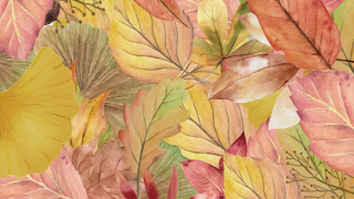 プロフィールムービー Autumn Leaves -オータムリーブス-