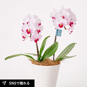 ミディ胡蝶蘭2本立て赤リップ4.5号鉢