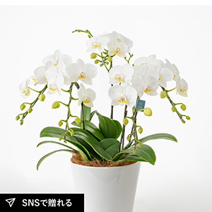 ミディ胡蝶蘭5本立て 白6号鉢