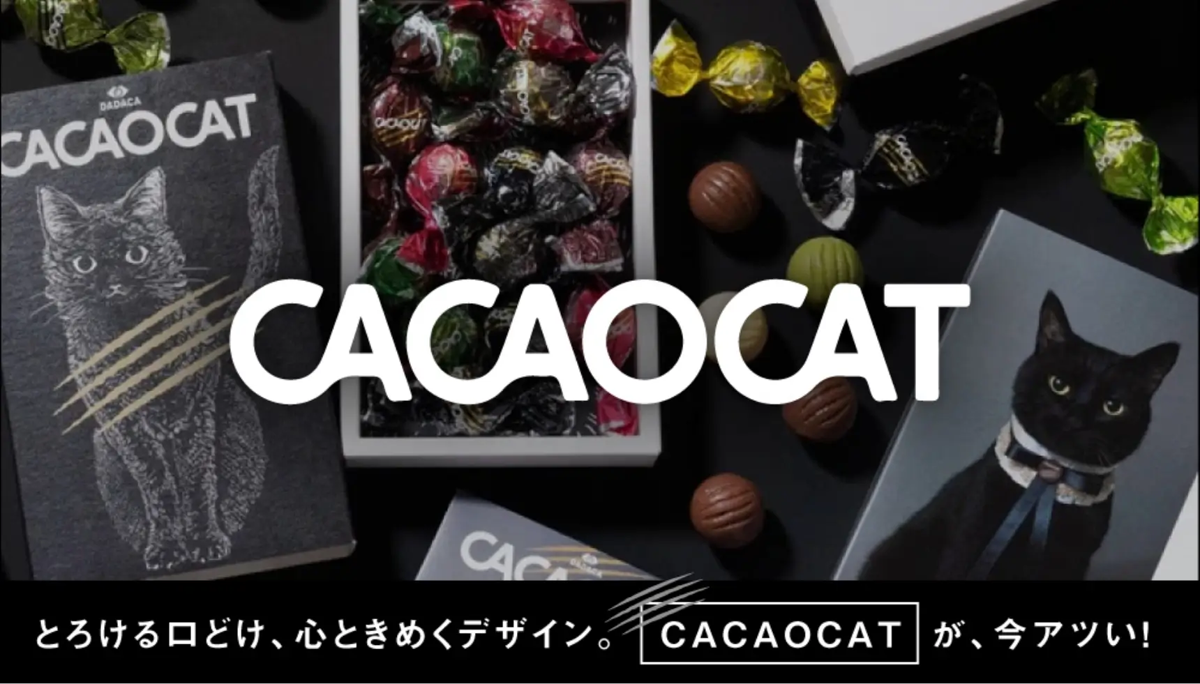 CACAO CAT