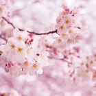 入学祝いにおすすめのカタログギフトをご紹介！お返しについても詳しく解説