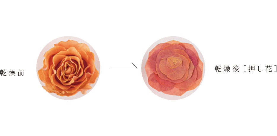 押し花乾燥変化オレンジ