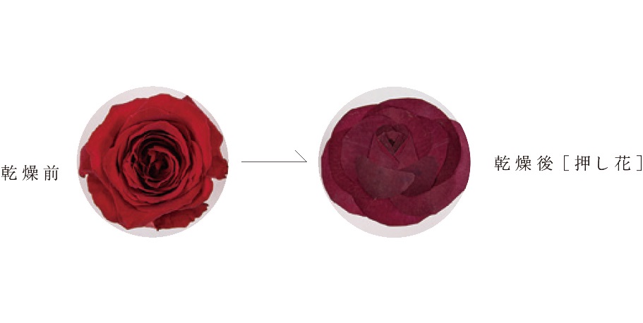 押し花乾燥変化赤バラ
