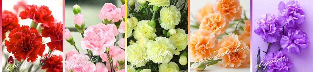 母の日に贈るカーネーションの花言葉と色別の意味