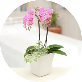 生花