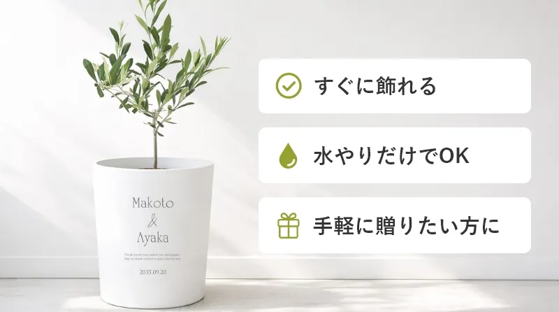 すぐに飾れる 水やりだけでOK 手軽に贈りたい方に