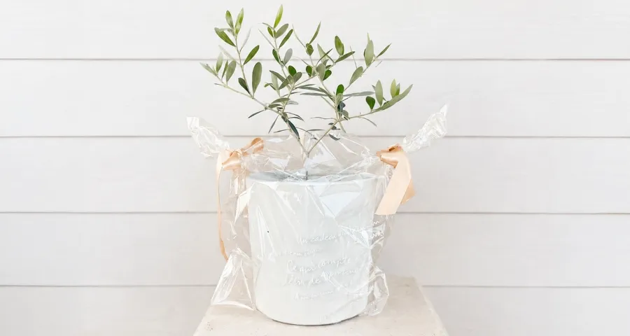 植物ギフト オリーブの木（完成品）のラッピングイメージ