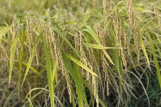 イセヒカリ イメージ