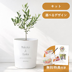 オリーブの木（平和と繁栄） 鉢植えキット｜結婚式 両親プレゼント 観葉植物