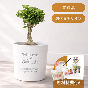 ガジュマル（多幸の木） 鉢植え完成品｜結婚式 両親プレゼント 観葉植物